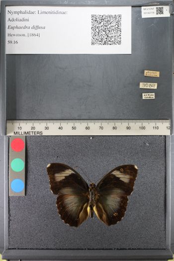 Media type: image;   Entomology 142778
